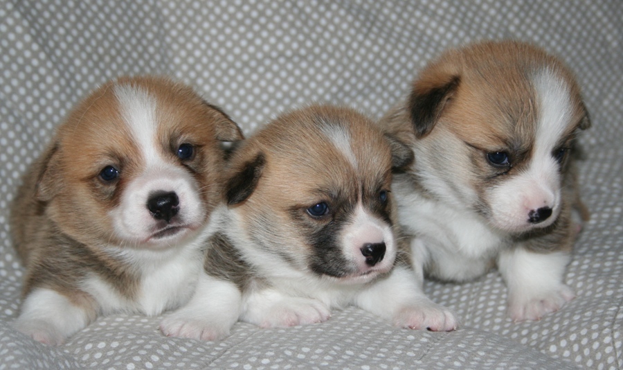 Puppies